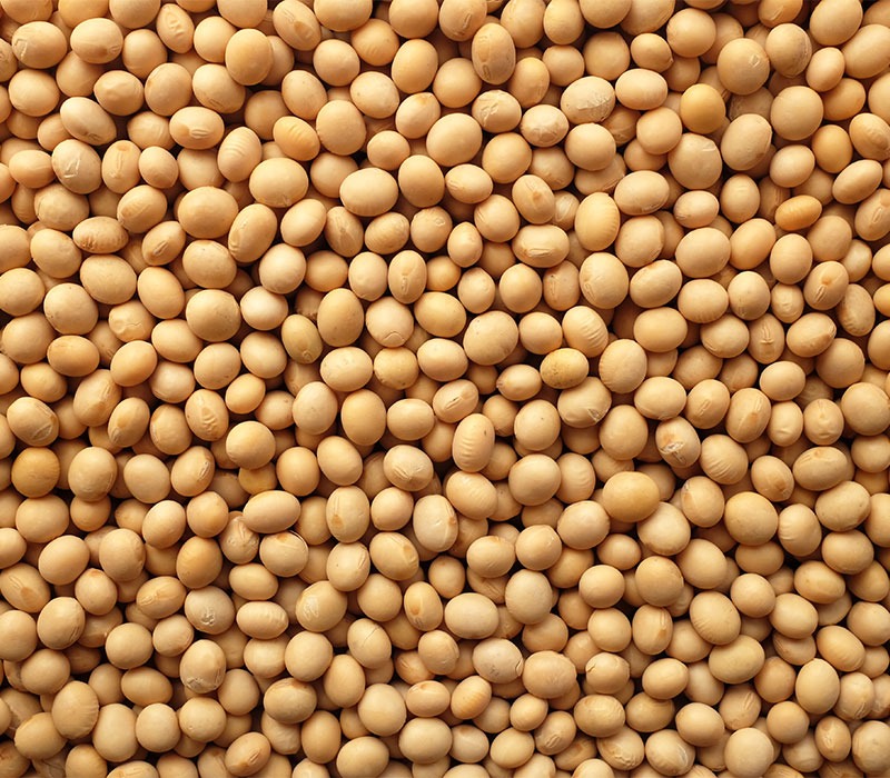 Sesame Seeds